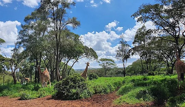 Cheap Flight Birmingham to Nairobi