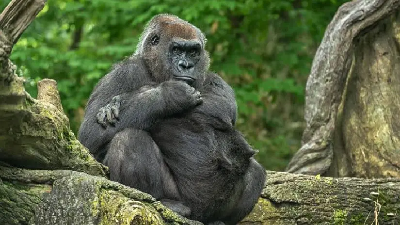 Gorilla Trekking Experience