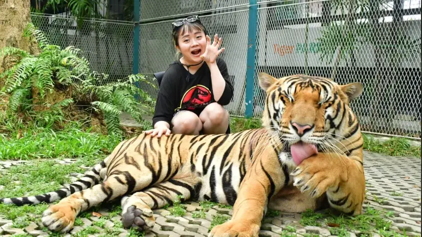 Tiger Park Visit