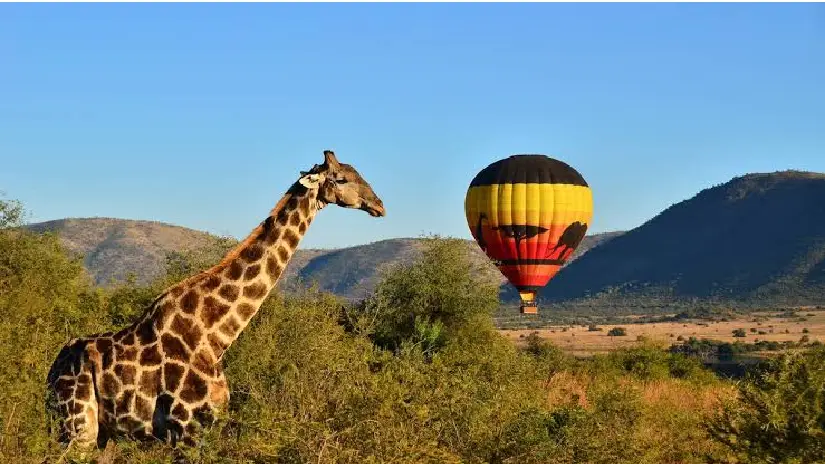 Balloon Safari Experience