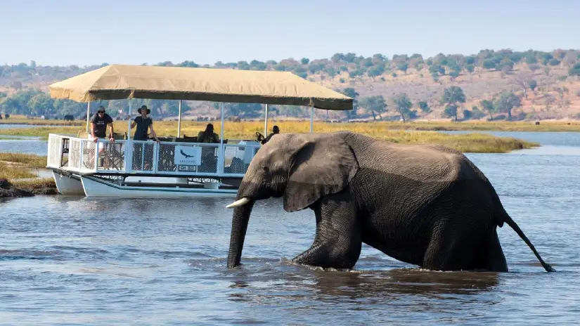 Chobe River Cruise