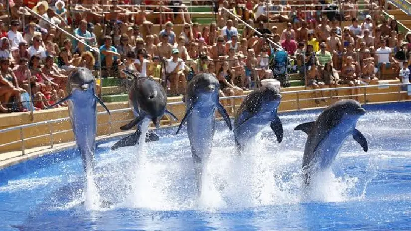 Dolphin Show