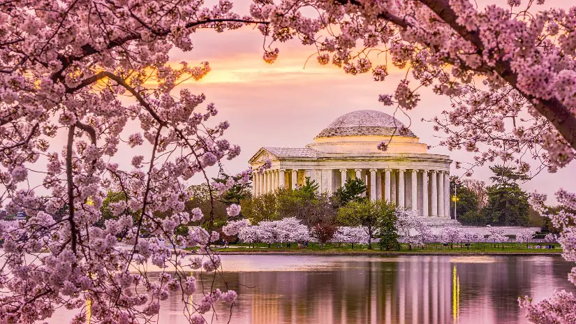 Cherry Blossom Tour (Seasonal)