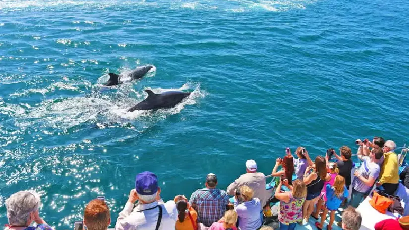 Whale Watching Cruise