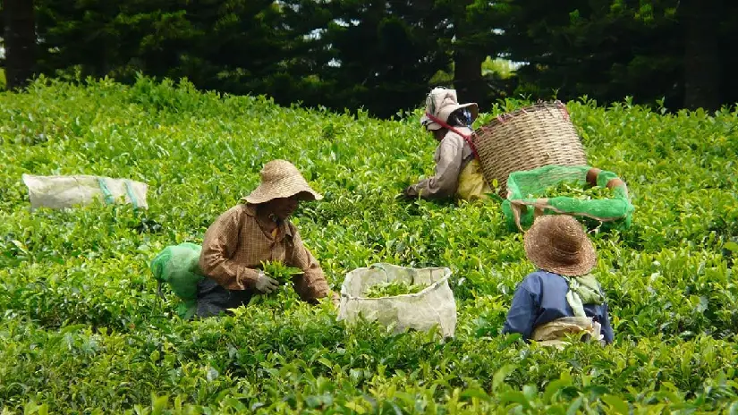 Tea Plantation & Factory Tour