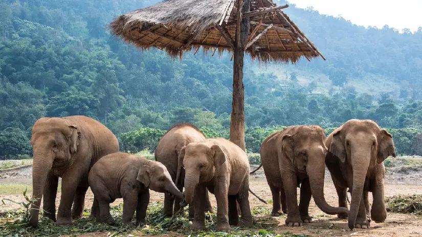 Elephant Sanctuary Experience