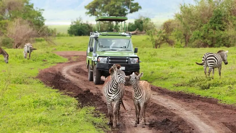 African Safari Adventure