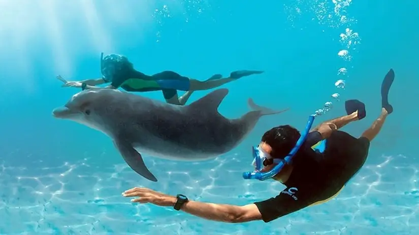 Dolphin House Snorkeling Tour