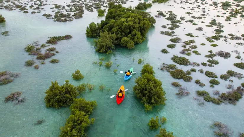 Mangrove Kayaking Adventure
