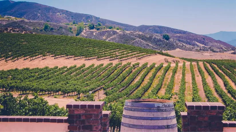 Napa Valley Wine Tour