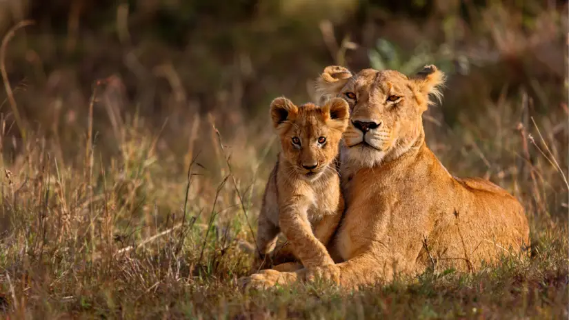 Kruger National Park Safari