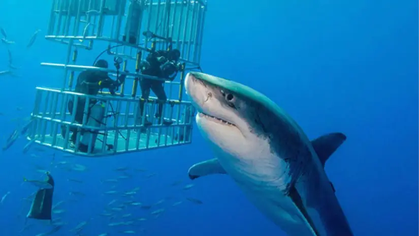 Shark Cage Diving