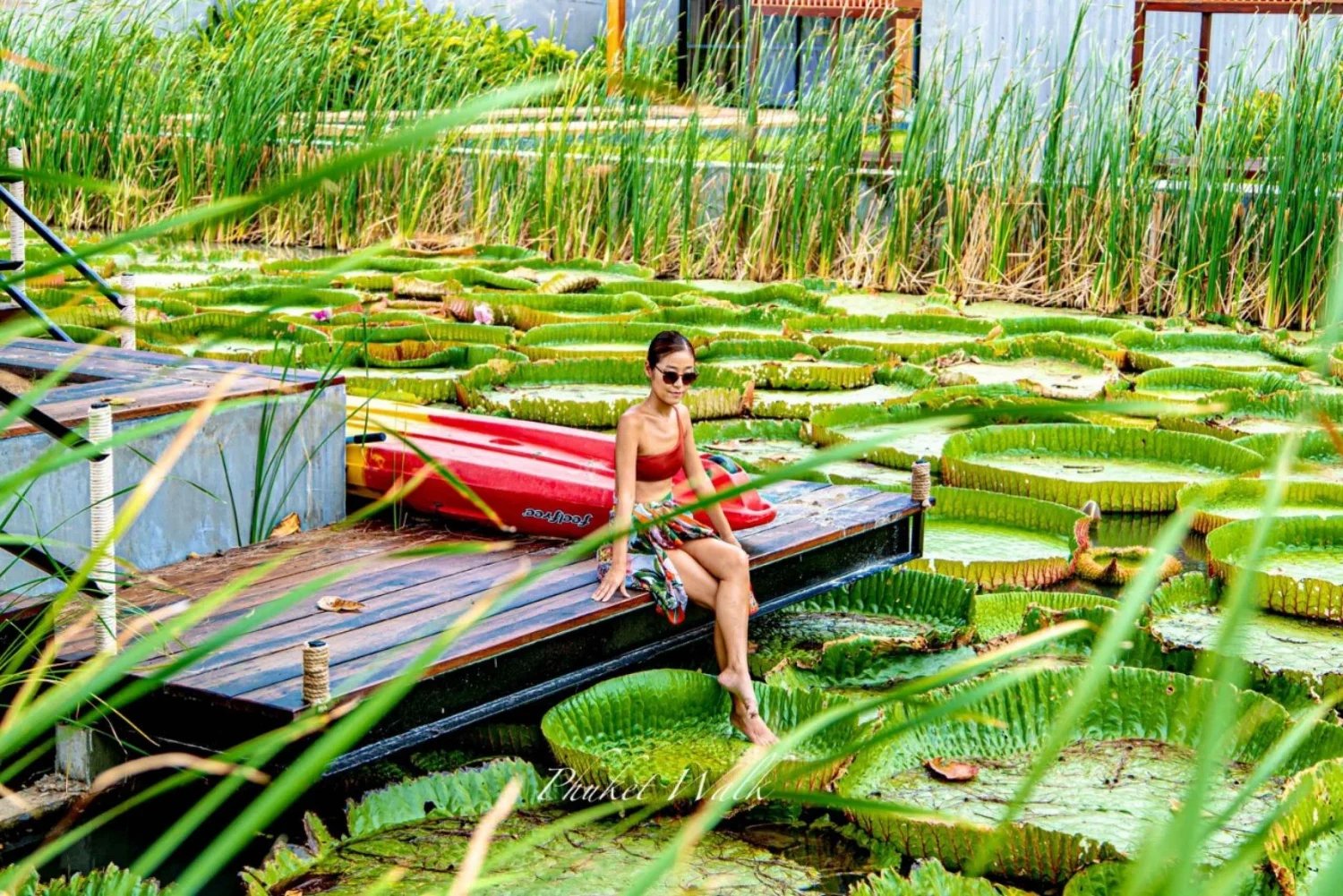 Phuket Giant Water Lilies