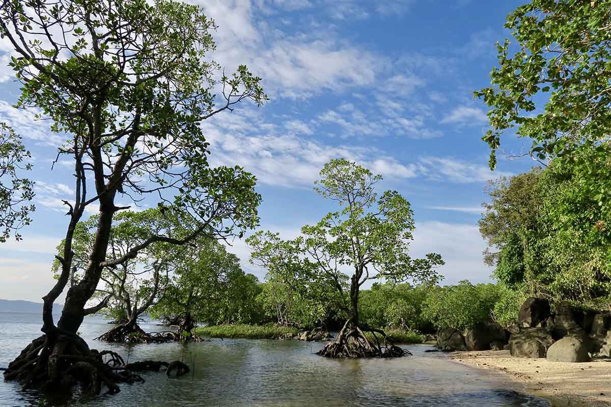 Explore Mangroves