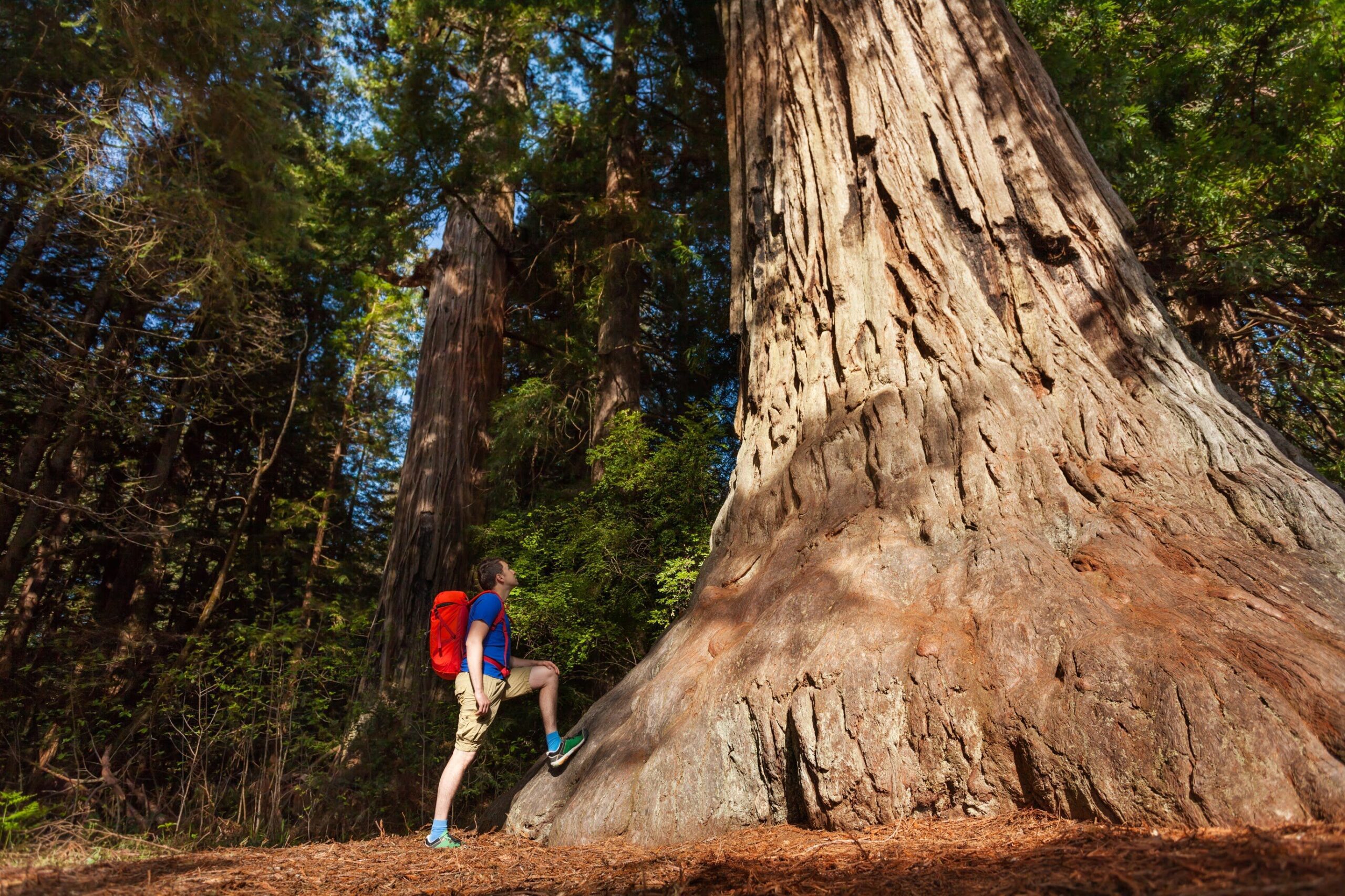 Yosemite and Giant Sequoias Day Tour